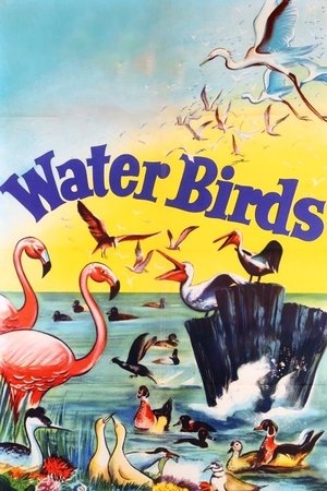 Water Birds Poster